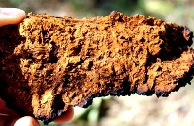 chaga