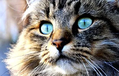 люблять котів