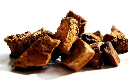 Chaga gomba
