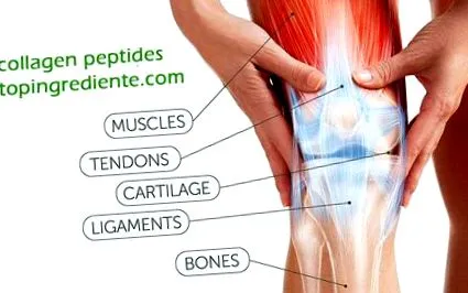 kollagén peptideket kollagén peptideket
