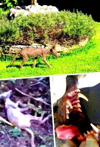 hátborzongató