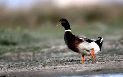 hozamok