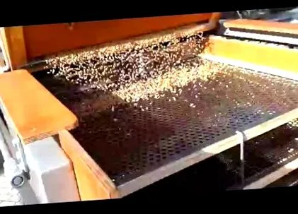 паразити червей