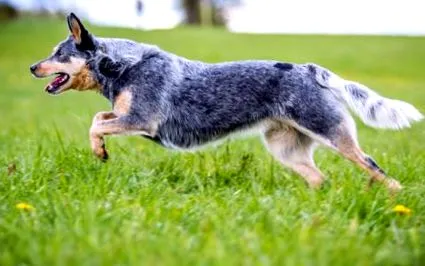 australian breed