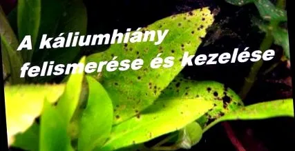 нервната система