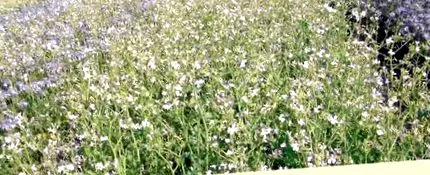 utilizare cultivarea