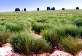 rooibos hogyan