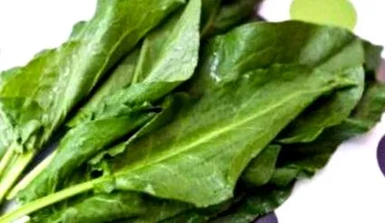 stevia kora