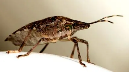 mennyire