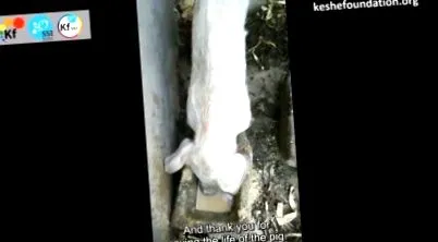 gyógyítja