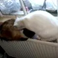 црево црево