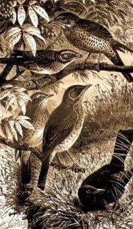 рига turdus