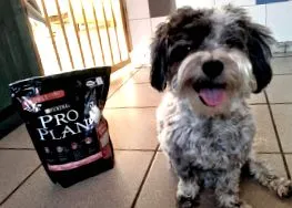 havanese havanese