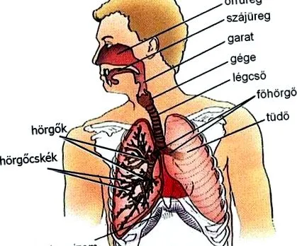двата слоя