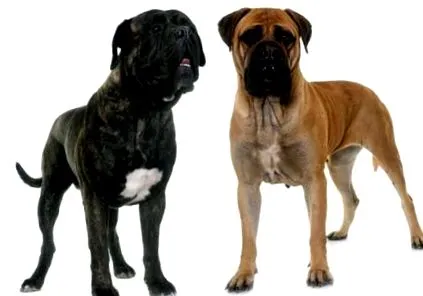 bullmastiff bullmastiff