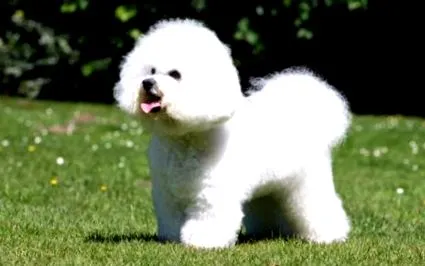 frize bichon