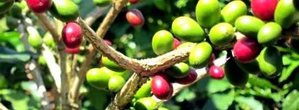 кафе Coffea кафе