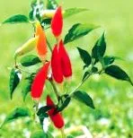 peppers-től chili