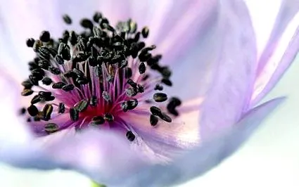 fertilia