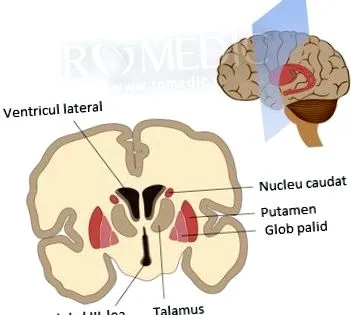 corpus callosum anatómia