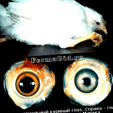 paraziți corpul