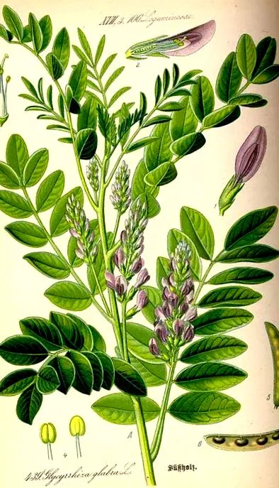 glycyrrhiza glabra