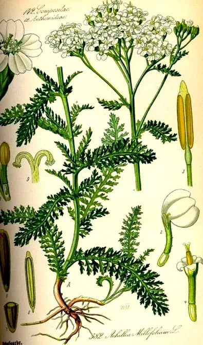 achillea деревій