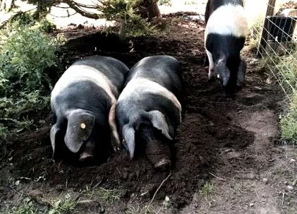 prețul porc