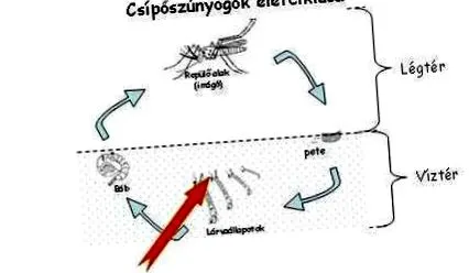 прилеп Myotis естествени