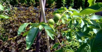 garden присадки