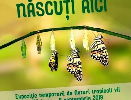 trópusi lepkékről