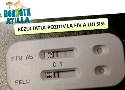 фелв