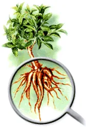 forskolin