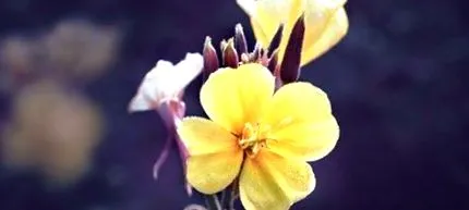 mire