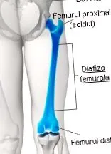 femur femur