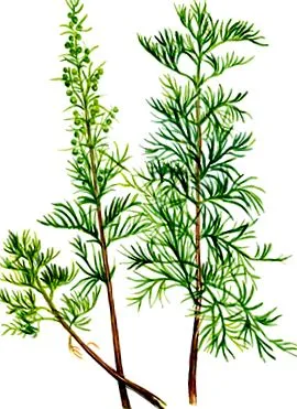 kaporról