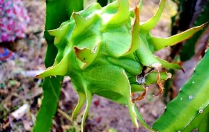 pitaya