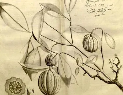 garcinia garcinia
