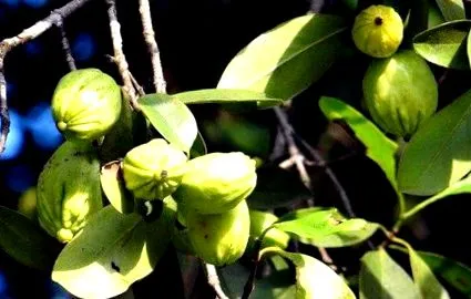 garcinia garcinia