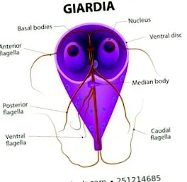 papilloma