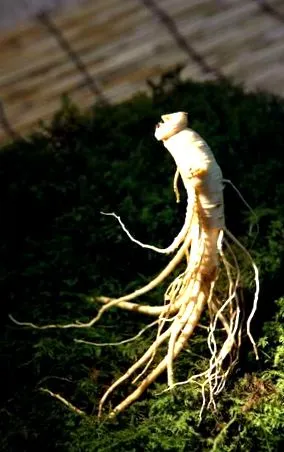 ginseng