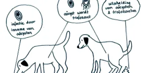giardia