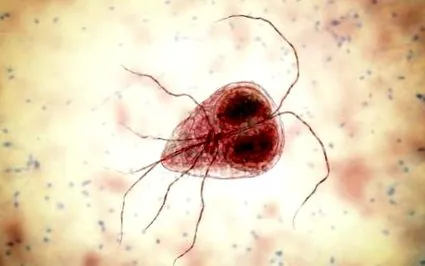 giardia