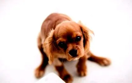 kutya coolvet