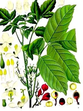 olyan