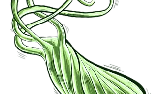 Helicobacter pylori