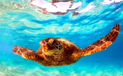 olyan hawaii