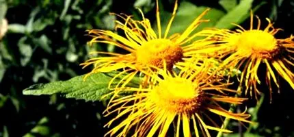 helenium
