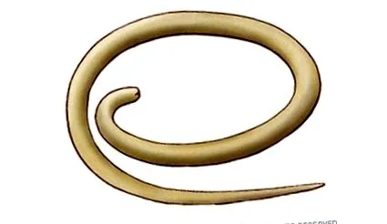 képek
