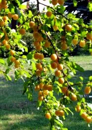 pădurea prune